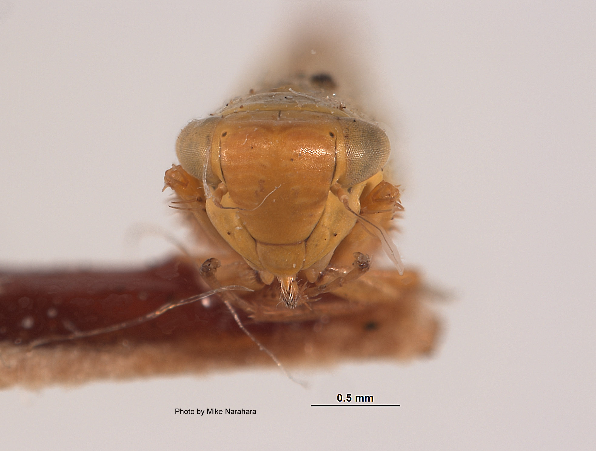 Thamnotettix helvinus image